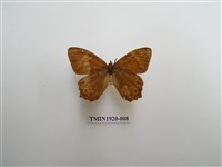 藏品(深山黛眼蝶)的圖片